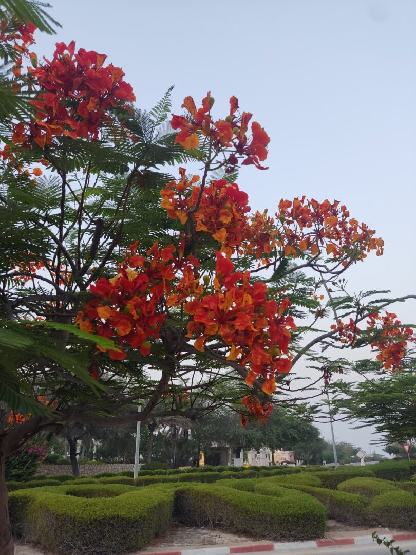 فروش برج فروردین کیش دو خواب مبله محمد آزاد