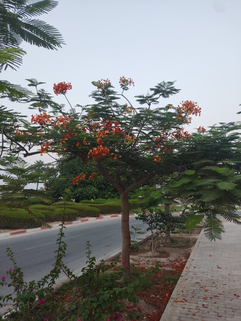 فروش مجتمع نوساز منطقه سرو 11 جزیره کیش محمد آزاد